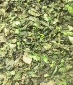 Dried Oha Leaves